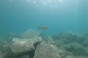 Fish swimming among the submerged rubble ridges